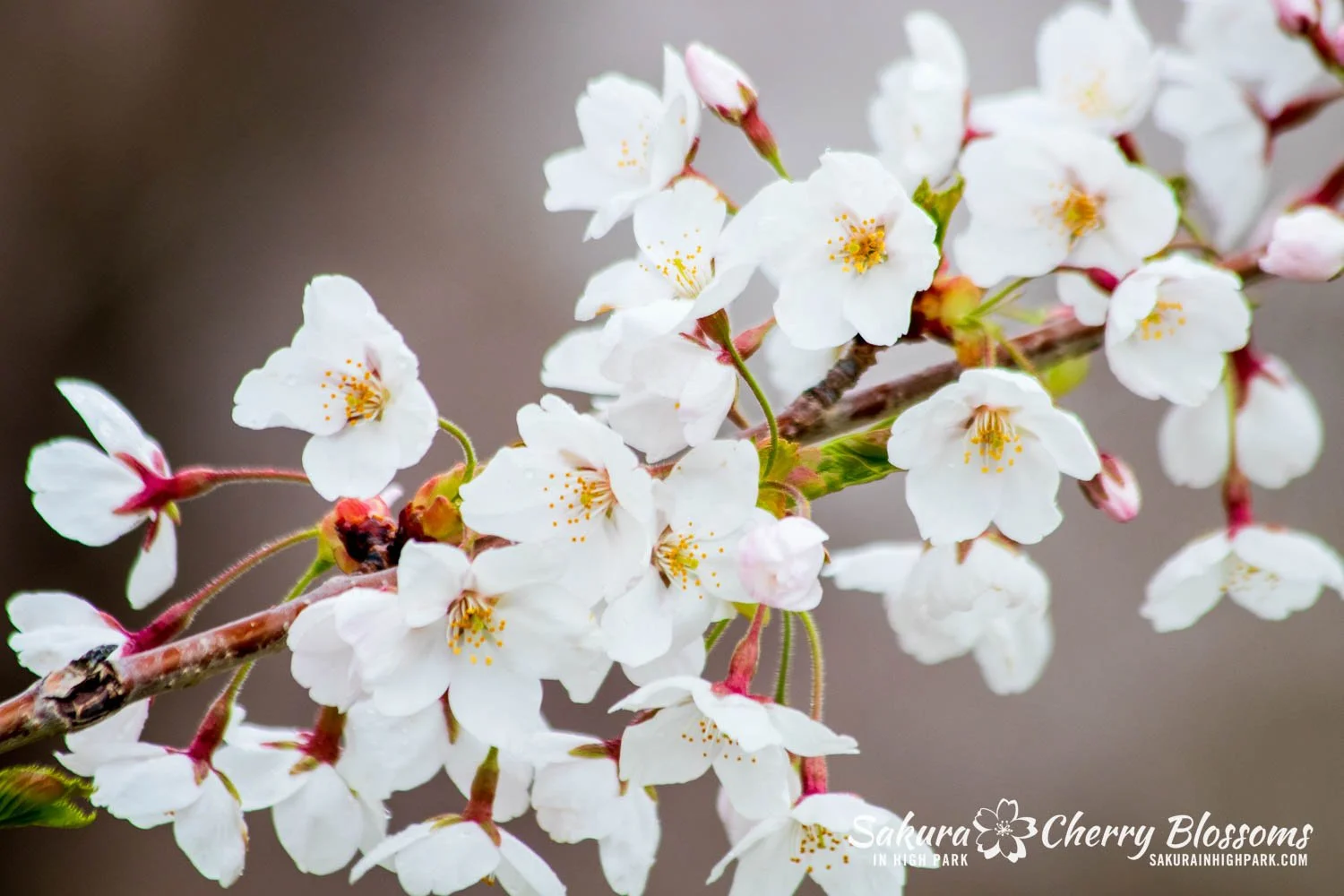 MEGASPACEMOLLY100% Blooming-Sakura 2個セット MEGASPACEMOLLY100